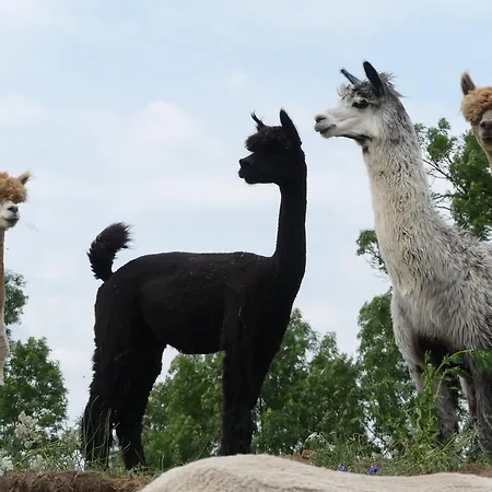 Alpaka-lodge * Kirchwahlingen