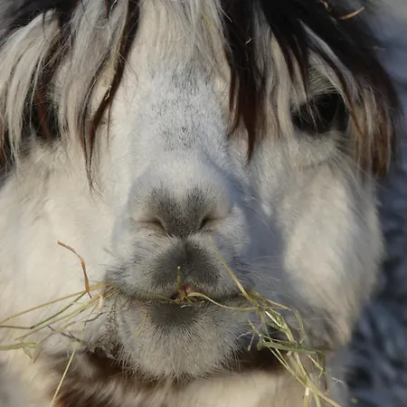 Alpaka-lodge Apartmán *