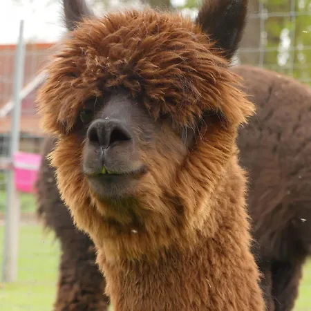 Apartmán Alpaka-lodge