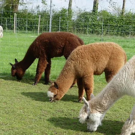 Alpaka-lodge Kirchwahlingen