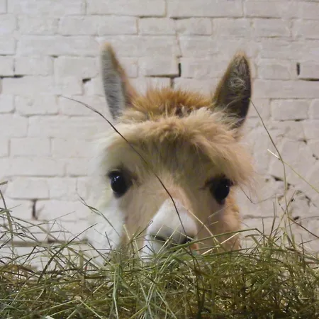 Alpaka-lodge Apartmán