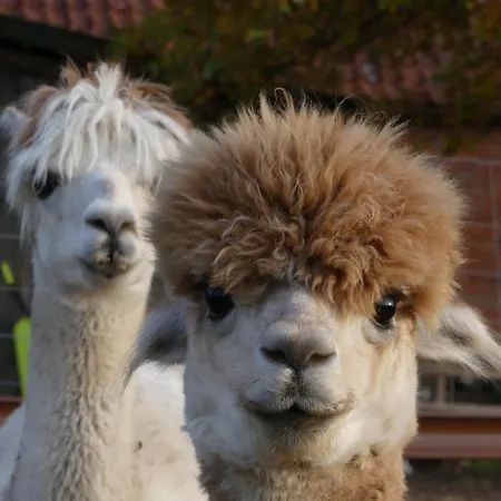 Alpaka-lodge Apartmán Kirchwahlingen