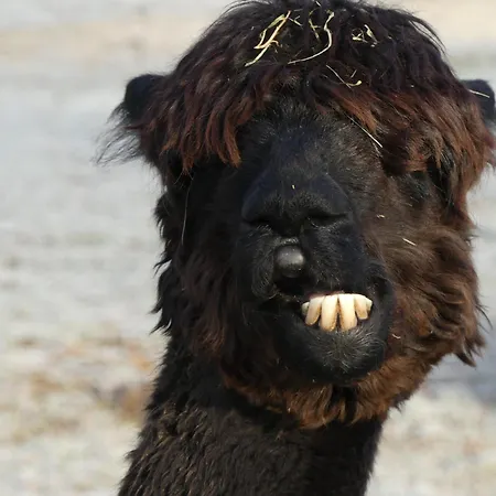 Alpaka-lodge Apartmán *