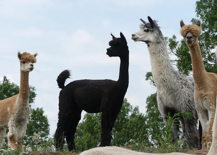 Alpaka-lodge * Kirchwahlingen