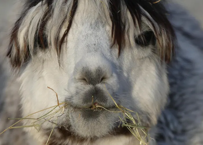 Alpaka-lodge Apartment *