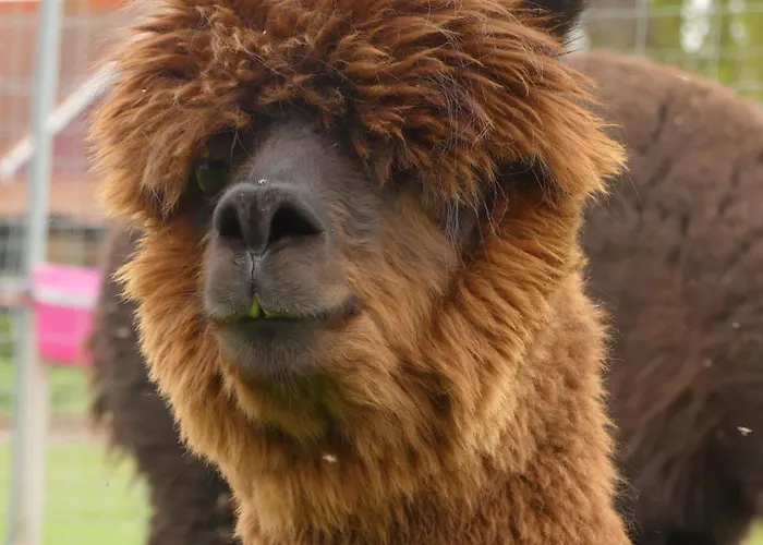 Apartment Alpaka-lodge