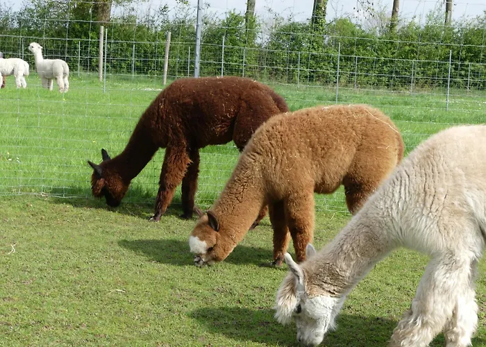 Alpaka-lodge Kirchwahlingen
