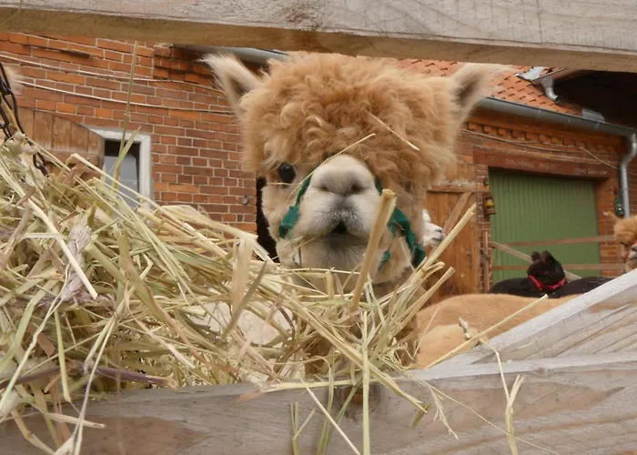 Alpaka-lodge Apartment