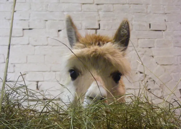 Alpaka-lodge Apartment