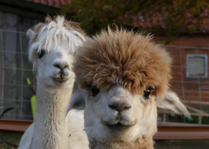 Alpaka-lodge Apartment Kirchwahlingen