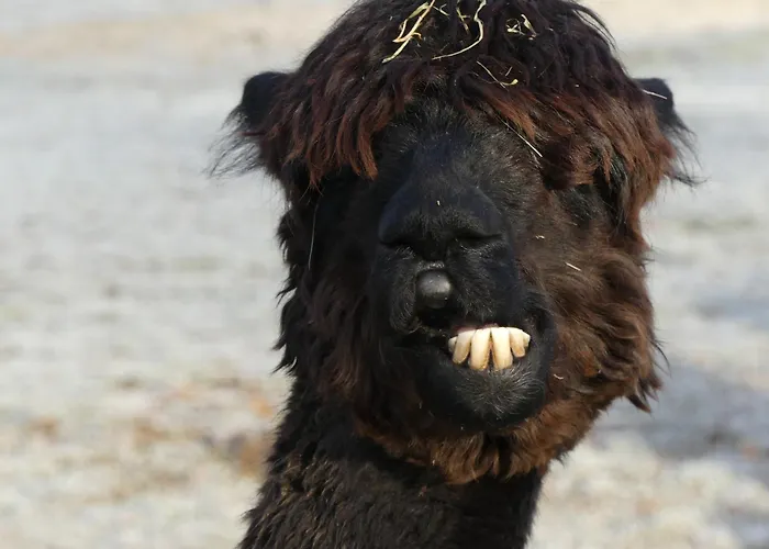 Alpaka-lodge Apartment *