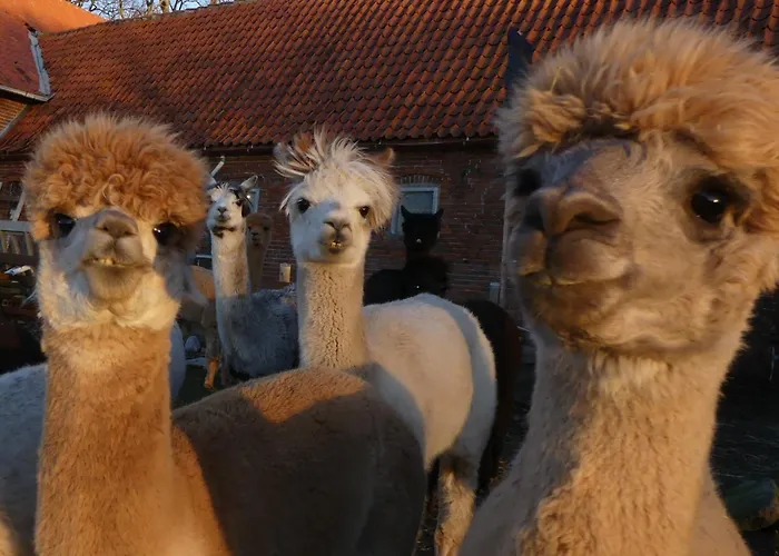 Apartment Alpaka-lodge